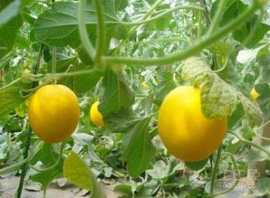 孕妇吃伊丽莎白瓜烧心,专家提醒注意饮食安全