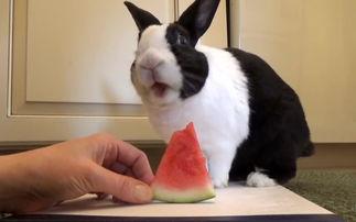 兔吃瓜视频,揭秘萌宠美食新潮流